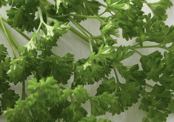 1. Planting method: Polybag<br />
2. Medium used: Cocopeat<br />
3. Pack size: 10 g, 20 g, 50 g, Loose pack (>1 kg)<br />
4. Shelf life / Storage: 5 days. Best keep at chilling temperature by trim end of the stem and place inside a jar (contain 1 inch of water), cover with loosely plastic bag.<br />
5. Suggestion uses: Egg, fish, poultry, veal, pork, vegetables, potatoes, pasta, soup combine with chives, chervil, basil or taragon
