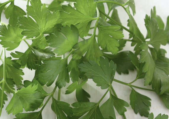 1. Planting method: Polybag<br />
2. Medium used: Cocopeat<br />
3. Pack size: 10 g, 20 g, Loose pack (>1 kg)<br />
4. Shelf life / Storage: 5 days. Best keep at chilling temperature by trim end of the stem and place inside a jar (contain 1 inch of water), cover with loosely plastic bag.<br />
5. Suggestion uses: Fresh cheese, cream, tomato, pasta, meats, soup, seafood, poultry, onion, squash combine with basil or oregano.
