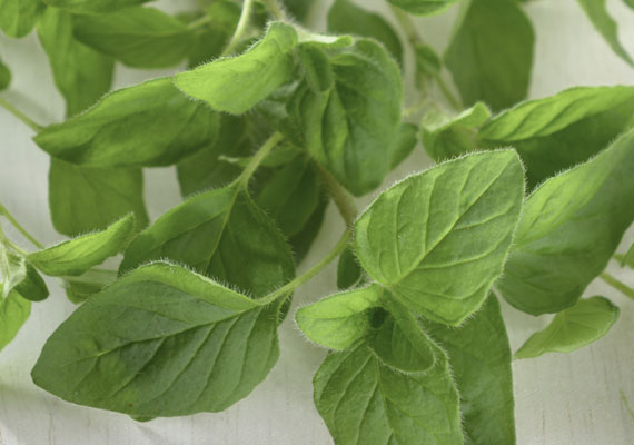 1.  Planting method: Polybag<br />
2.  Medium used: Cocopeat<br />
3.  Pack size: 10 g, 20 g, Loose pack (>1 kg)<br />
4.  Shelf life / Storage: 5 days. Arrange the herbs lengthwise in a single layer on a slightly damp paper towel. Loosely roll up the herbs and transfer to a re-sealable plastic bag/wrap. Keep at chilling temperature.<br />
5.  Suggestion uses: Vegetables, roast beef, lamb, chicken, pork, fish, pasta, pizza, soup, bread.

