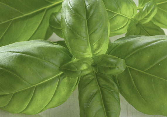 1. Planting method: Polybag<br />
2. Medium used: Cocopeat<br />
3. Pack size: 10 g, 20 g, 30 g, Loose pack (>1 kg)<br />
4. Shelf life / Storage: 5 days. Arrange the herbs lengthwise in a single layer on a slightly damp paper towel. Loosely roll up the herbs and transfer to a re-sealable plastic bag/wrap. Keep at chilling temperature.<br />
5. Suggestion uses: Tomatoes, pizza, pasta sauce.
