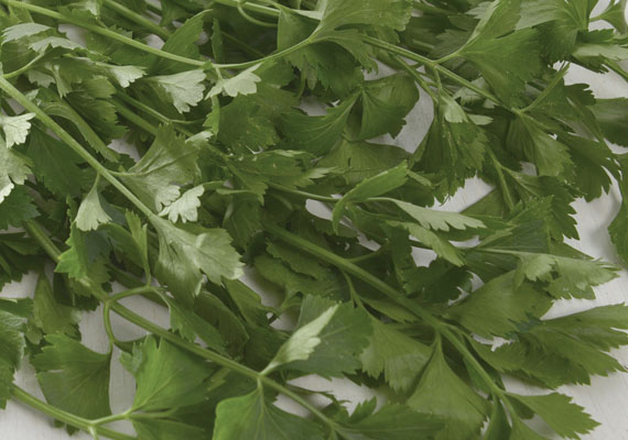 1.	Planting method: Land<br />
2.	Medium used: Soil<br />
3.	Pack size: 50 g, 100 g, Loose pack (>10 kg/ctn)<br />
4.	Shelf life / Storage: 5 days. Best store at chilling temperature in covered plastic bag with holes, containers or wrap (paper bag).<br />
5.	Suggestion uses: Garnish, salad, soup.<br />
Note: Best added to dishes before serving for maximum flavor
