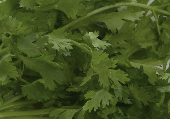 1.	Planting method: Land<br />
2.	Medium used: Soil<br />
3.	Pack size: 50 g, 100 g, Loose pack (>10 kg/ctn)<br />
4.	Shelf life / Storage: 5 days. Best store at chilling temperature in covered plastic bag with holes, containers or wrap (paper bag).<br />
5.	Suggestion uses: Garnish, salad (eg. seafood salad kerabu).
Note: Best added to dishes before serving for maximum flavor
