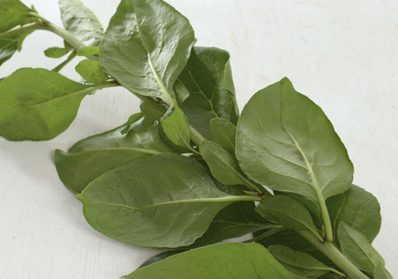 1.	Planting method: Land<br />
2.	Medium used: Soil<br />
3.	Pack size: 200 g<br />
4.	Shelf life / Storage: 5 days. Best store at chilling temperature in covered plastic bag with holes, containers or wrap (paper bag).<br />
5.	Suggestion uses: Soup, stir friend with minced garlic and egg.
