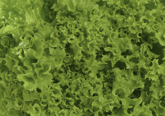 1. Planting method: Hydroponic/Polybag<br />
2. Medium used: Cocopeat<br />
3. Pack Size: 1 pcs, 150 g, Loose pack (>5 kg)<br />
4. Shelf life / Storage: 5 days. Place paper towel into a plastic storage container with salad inside, seal the lid and keep at chilling temperature.<br />
5. Suggestion uses: In salad, added to burger, sandwiches or wraps.
