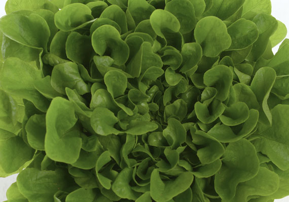 1. Planting method: Hydroponic/Polybag<br />
2. Medium used: Cocopeat<br />
3. Pack size: Loose pack (>5 kg)<br />
3. Shelf-life / Storage: 5 days. Place paper towel into a plastic storage container with salad inside, seal the lid and keep at chilling temperature.<br />
4. Suggestion uses: In salad, wraps and sandwiches.
