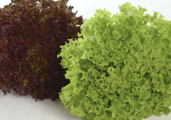 1. Planting method: Hydroponic/Polybag<br />
2. Medium used: Cocopeat<br />
3. Pack size: 2 pcs, 150 g, Loose pack (>5 kg)<br />
4. Shelf-life / Storage: 5 days. Place paper towel into a plastic storage container with salad inside, seal the lid and keep at chilling temperature.<br />
5. Suggestion uses: In salad, added to burger, sandwiches or wraps.

