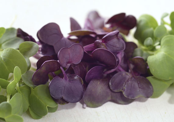 1. Planting method: Hydroponic<br />
2. Medium used: Cocopeat<br />
3. Pack Size: Depends on customer request<br />
4. Shelf life / Storage: 5 days. Place paper towel into a plastic storage container with salad inside, seal the lid and keep at chilling temperature.<br />
5. Suggestion uses: In salad, garnish.

