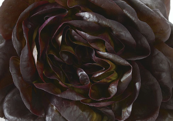 1. Planting method: Hydroponic/Polybag<br />
2. Medium used: Cocopeat<br />
3. Pack size: 2 pcs, 150 g, Loose pack (>5 kg)<br />
4. Shelf life / Storage: 5 days. Place paper towel into a plastic storage container with salad inside, seal the lid and keep at chilling temperature.<br />
5. Suggestion uses: Salad, sandwiches, wraps combine with salad dressing or stir frys.
