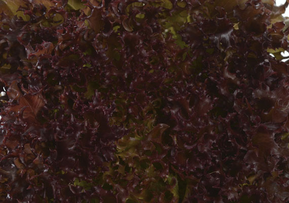 1. Planting method: Hydroponic<br />
2. Medium used: Cocopeat<br />
3. Pack size: 1 pcs, 150 g, Loose pack (>5 kg)<br />
4. Shelf life / Storage: 5 days. Place paper towel into a plastic storage container with salad inside, seal the lid and keep at chilling temperature.<br />
5. Suggestion uses: In salad, added to burger, sandwiches or wraps.
