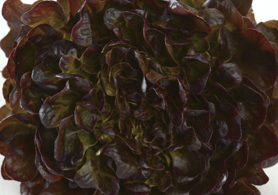 1. Planting method: Hydroponic/Polybag<br />
2. Medium used: Cocopeat<br />
3. Pack size: Loose pack (>5 kg)<br />
4. Shelf life / Storage: 5 days. Place paper towel into a plastic storage container with salad inside, seal the lid and keep at chilling temperature.<br />
5. Suggestion uses: In salad, wraps and sandwiches.
