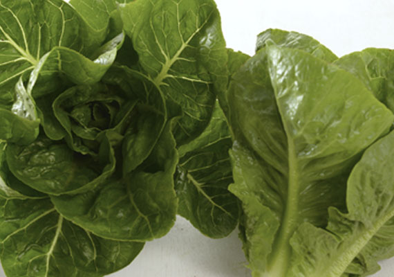 1. Planting method: Hydroponic/Polybag<br />
2. Medium used: Cocopeat<br />
3. Pack size: 1 pcs, 150 g<br />
4. Shelf life / Storage: 5 days. Place paper towel into a plastic storage container with salad inside, seal the lid and keep at chilling temperature.<br />
5. Suggestion uses: In salad, wraps or sandwiches. 
