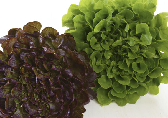 1. Planting method: Hydroponic/Polybag<br />
2. Medium used: Cocopeat<br />
3. Pack size: 2 pcs, 150 g<br />
4. Shelf life / Storage: 5 days. Place paper towel into a plastic storage container with salad inside, seal the lid and keep at chilling temperature.<br />
5. Suggestion uses: In salad, wraps and sandwiches.
